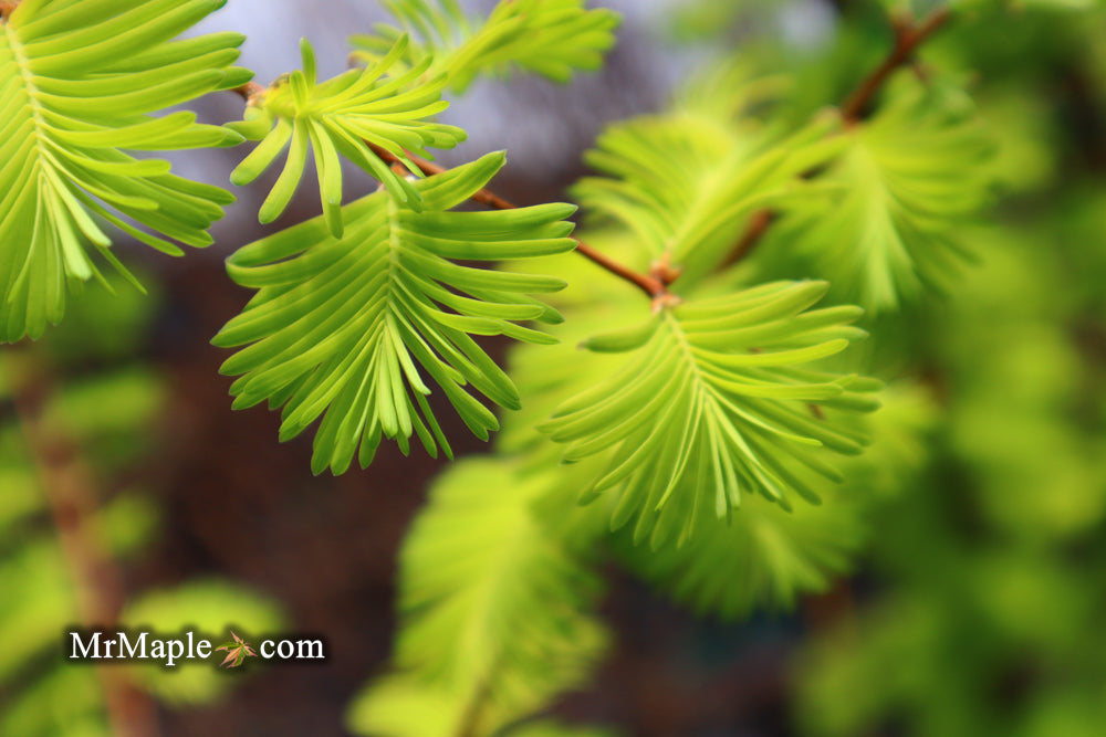Metasequoia glyptostroboides 'Ogon' Golden Dawn Redwood