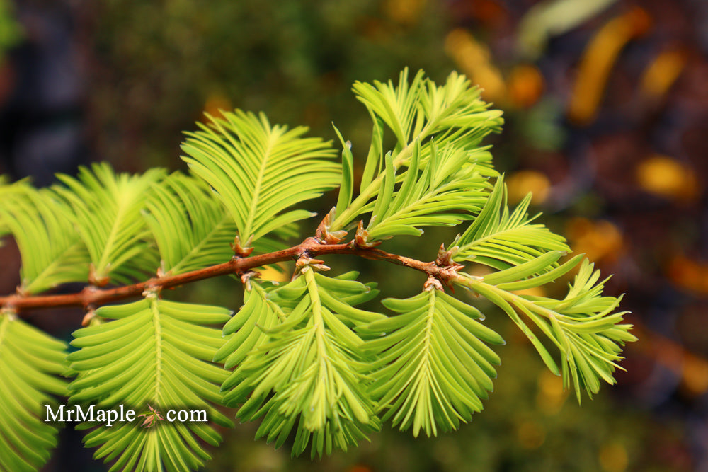 Metasequoia glyptostroboides 'Ogon' Golden Dawn Redwood