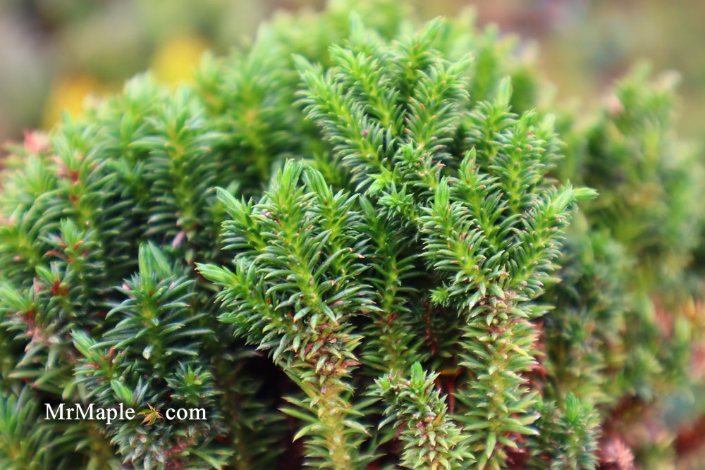 Cryptomeria japonica 'Compressa' Dwarf Japanese Cedar