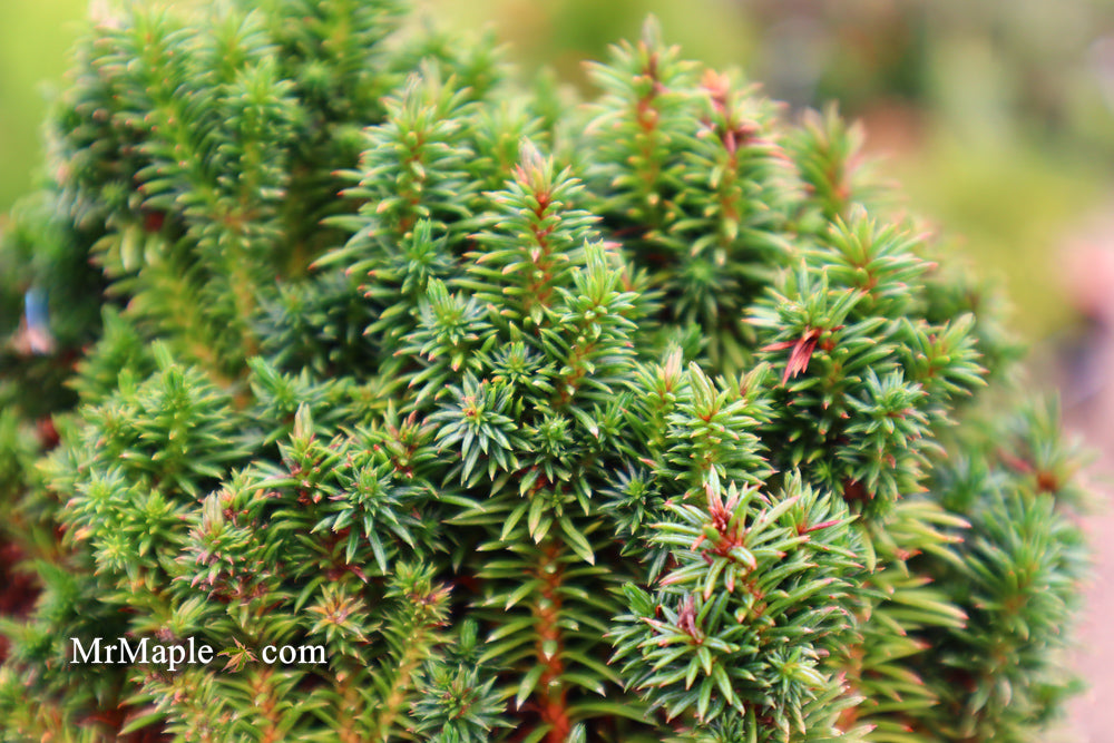 Cryptomeria japonica 'Compressa' Dwarf Japanese Cedar