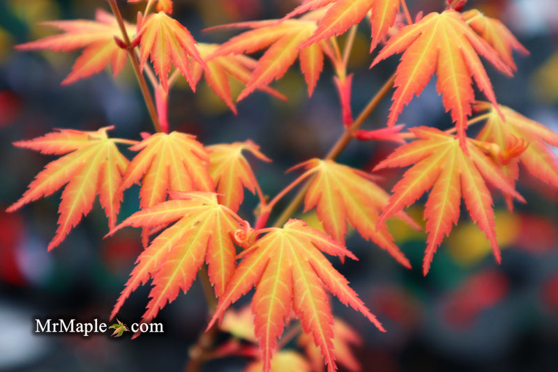 - Acer palmatum 'Kristin's Star' Japanese Maple - Mr Maple │ Buy Japanese Maple Trees