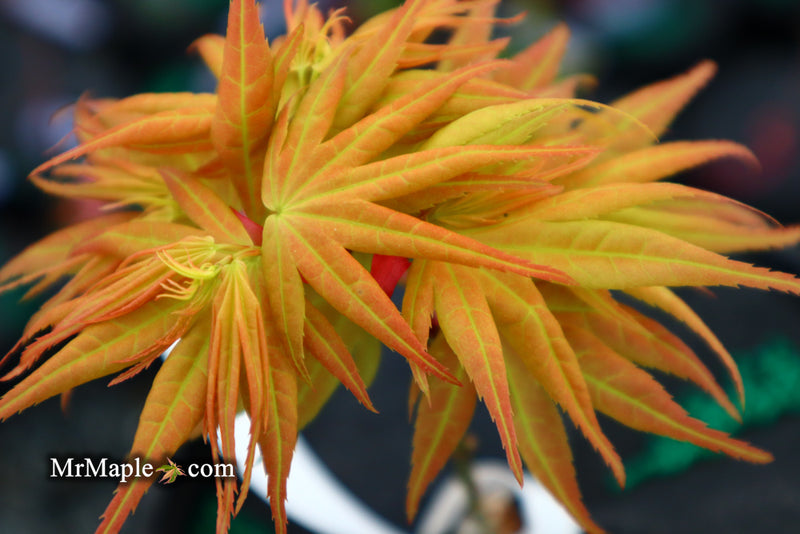 - Acer palmatum 'Mayday' Rare Dwarf Japanese Maple - Mr Maple │ Buy Japanese Maple Trees