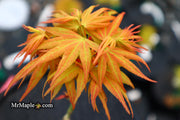 - Acer palmatum 'Mayday' Rare Dwarf Japanese Maple - Mr Maple │ Buy Japanese Maple Trees