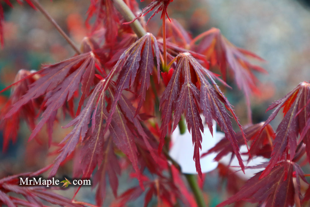 Acer palmatum 'Lionheart' Japanese Maple