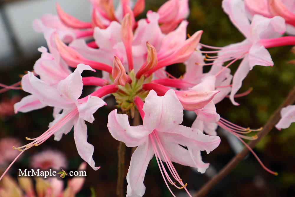 Azalea 'Spring Sensation’ Pink Aromi Hybrid Native Azalea