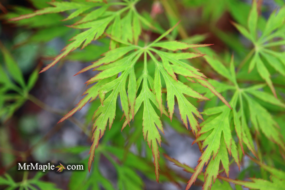 Acer palmatum 'Asayake' Japanese Maple
