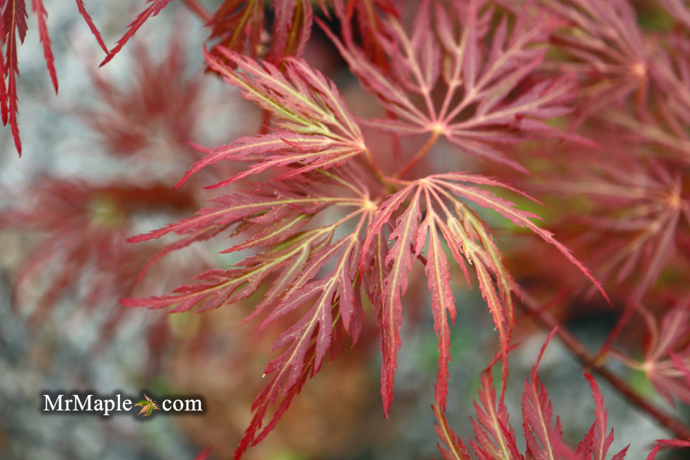 Acer palmatum 'Dixie Spirit' Japanese Maple