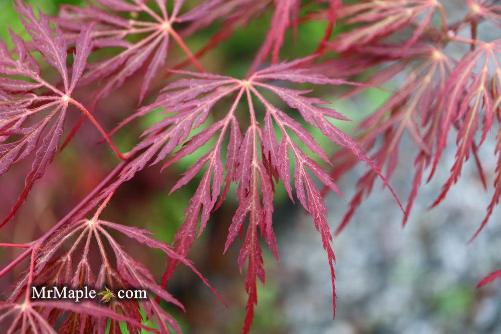 Acer palmatum 'Dixie Spirit' Japanese Maple