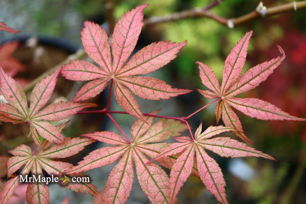 Acer palmatum 'Martha Ghost' Japanese Maple