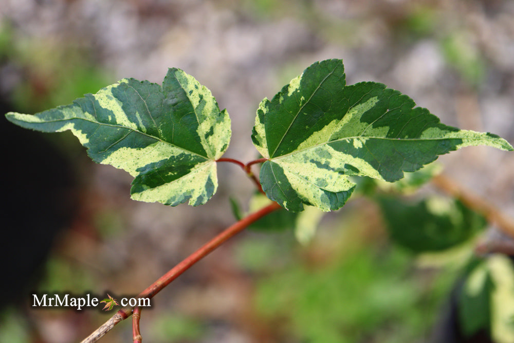 Acer crataegifolium 'Veitchii' Variegated Snakebark Japanese Maple
