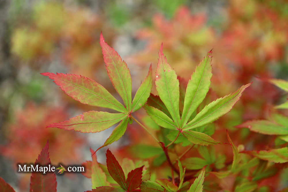 Acer palmatum 'Little Francisco' Dwarf Japanese Maple