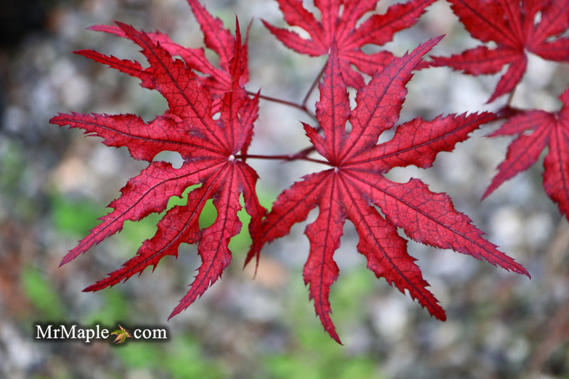 - Acer palmatum 'Waveleaf' Japanese Maple - Mr Maple │ Buy Japanese Maple Trees