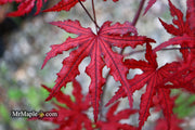 - Acer palmatum 'Waveleaf' Japanese Maple - Mr Maple │ Buy Japanese Maple Trees