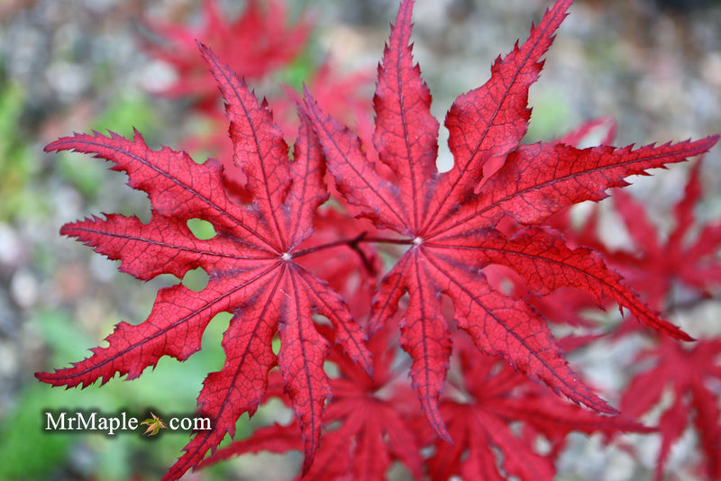 - Acer palmatum 'Waveleaf' Japanese Maple - Mr Maple │ Buy Japanese Maple Trees