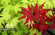 - Acer palmatum 'Waveleaf' Japanese Maple - Mr Maple │ Buy Japanese Maple Trees