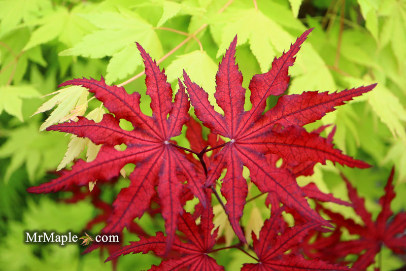 - Acer palmatum 'Waveleaf' Japanese Maple - Mr Maple │ Buy Japanese Maple Trees