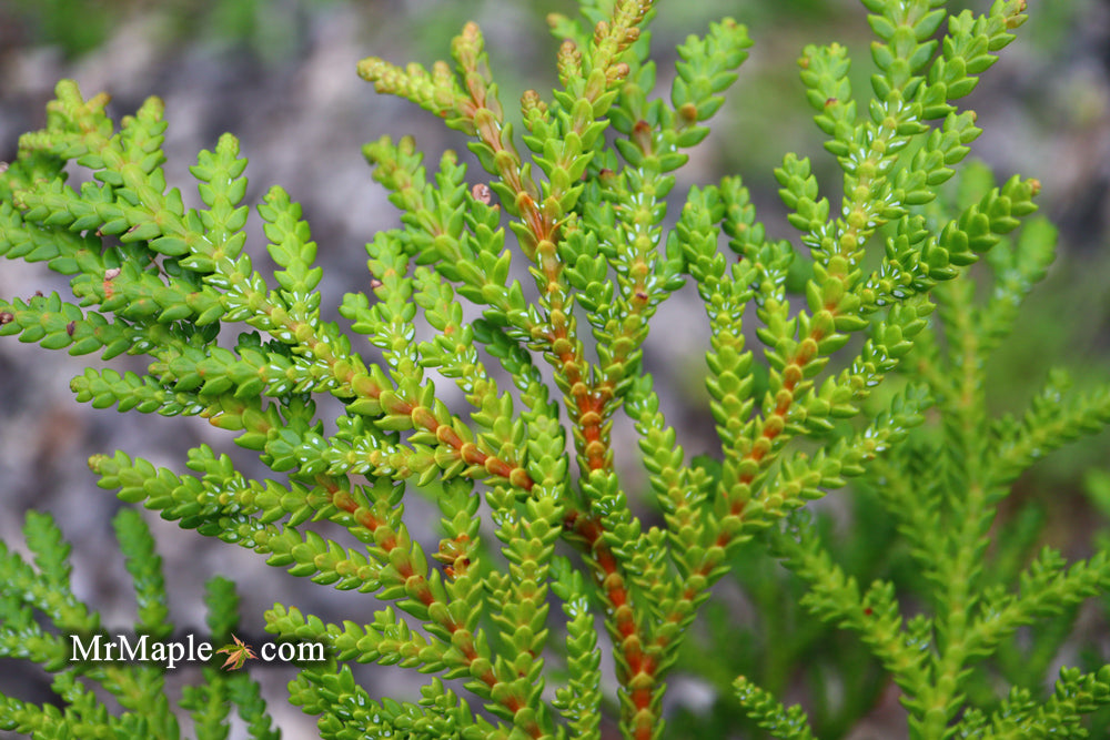 conifers plant jurassic