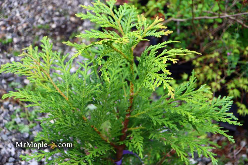 Thujopsis dolabrata 'Jurassic Park' Japanese Asunaro Rare Conifer