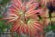 - Acer palmatum 'Jeddeloh Orange' Weeping Japanese Maple - Mr Maple │ Buy Japanese Maple Trees