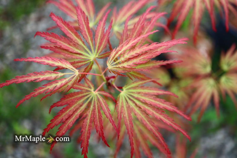 - Acer palmatum 'Jeddeloh Orange' Weeping Japanese Maple - Mr Maple │ Buy Japanese Maple Trees