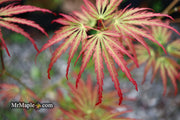 - Acer palmatum 'Jeddeloh Orange' Weeping Japanese Maple - Mr Maple │ Buy Japanese Maple Trees