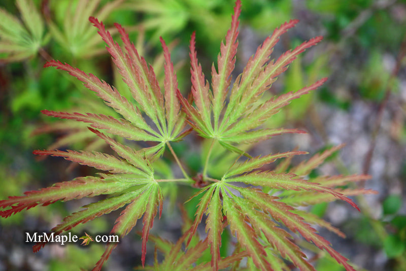 - Acer palmatum 'Jeddeloh Orange' Weeping Japanese Maple - Mr Maple │ Buy Japanese Maple Trees