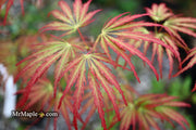 - Acer palmatum 'Jeddeloh Orange' Weeping Japanese Maple - Mr Maple │ Buy Japanese Maple Trees