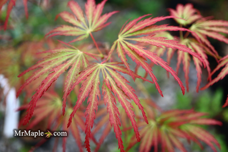 - Acer palmatum 'Jeddeloh Orange' Weeping Japanese Maple - Mr Maple │ Buy Japanese Maple Trees
