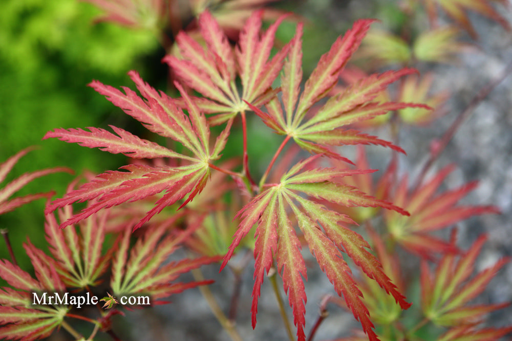 Acer palmatum 'Jeddeloh Orange' Weeping Japanese Maple
