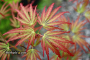 - Acer palmatum 'Jeddeloh Orange' Weeping Japanese Maple - Mr Maple │ Buy Japanese Maple Trees