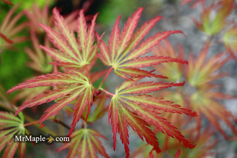 - Acer palmatum 'Jeddeloh Orange' Weeping Japanese Maple - Mr Maple │ Buy Japanese Maple Trees