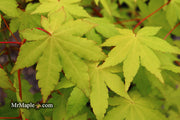 - Acer palmatum 'Dragon Master' Golden Weeping Japanese Maple - Mr Maple │ Buy Japanese Maple Trees