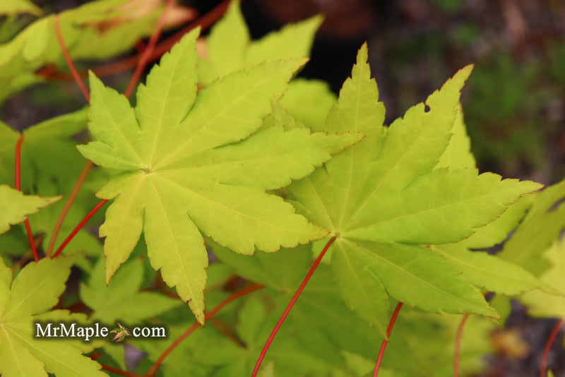 - Acer palmatum 'Dragon Master' Golden Weeping Japanese Maple - Mr Maple │ Buy Japanese Maple Trees