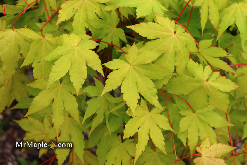 - Acer palmatum 'Dragon Master' Golden Weeping Japanese Maple - Mr Maple │ Buy Japanese Maple Trees