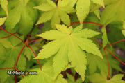 - Acer palmatum 'Dragon Master' Golden Weeping Japanese Maple - Mr Maple │ Buy Japanese Maple Trees