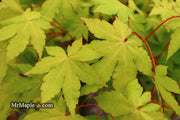 - Acer palmatum 'Dragon Master' Golden Weeping Japanese Maple - Mr Maple │ Buy Japanese Maple Trees