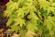 - Acer palmatum 'Dragon Master' Golden Weeping Japanese Maple - Mr Maple │ Buy Japanese Maple Trees