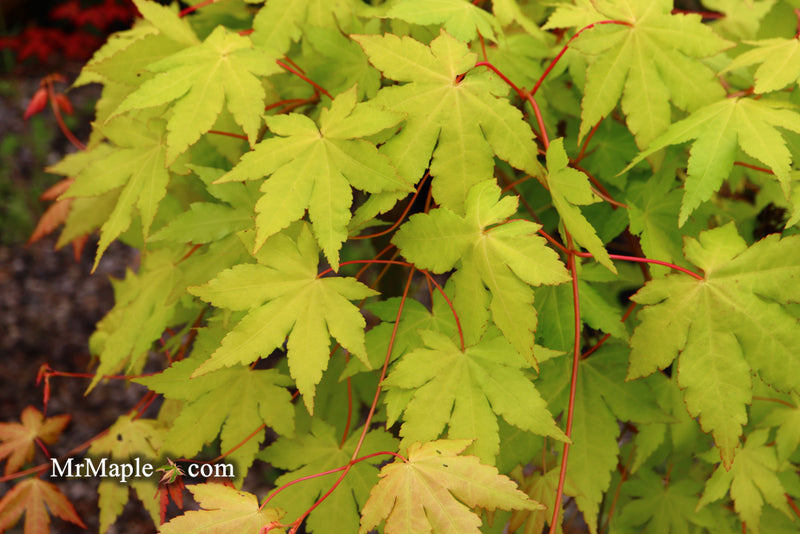 - Acer palmatum 'Dragon Master' Golden Weeping Japanese Maple - Mr Maple │ Buy Japanese Maple Trees