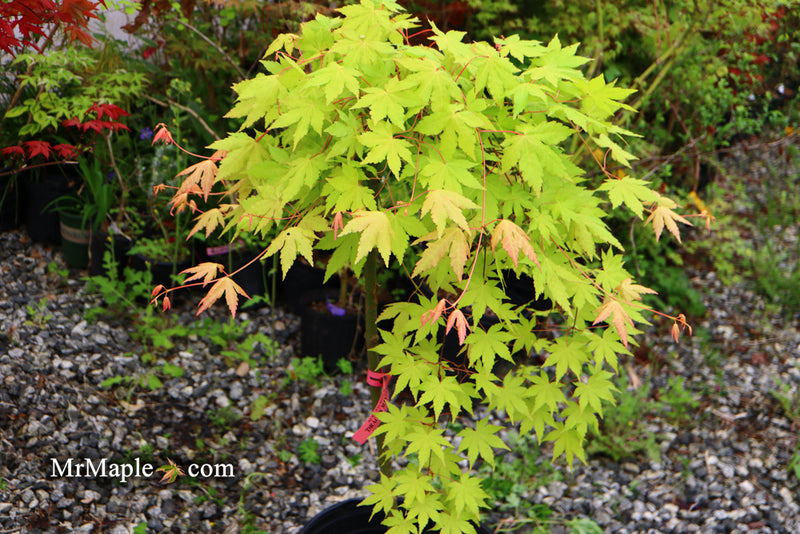 - Acer palmatum 'Dragon Master' Golden Weeping Japanese Maple - Mr Maple │ Buy Japanese Maple Trees