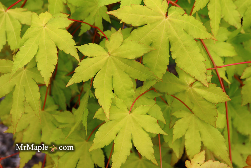 - Acer palmatum 'Dragon Master' Golden Weeping Japanese Maple - Mr Maple │ Buy Japanese Maple Trees