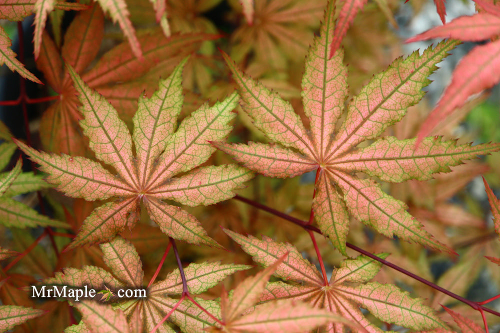 FOR PICKUP ONLY | Acer palmatum 'Uncle Ghost' Japanese Maple | DOES NOT SHIP