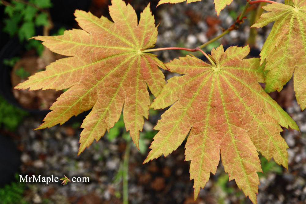 Acer japonicum 'Blushing Beauty' Red Full Moon Maple