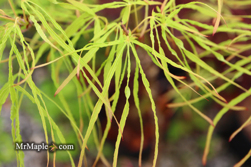 Acer palmatum 'Kashmir' Japanese Maple