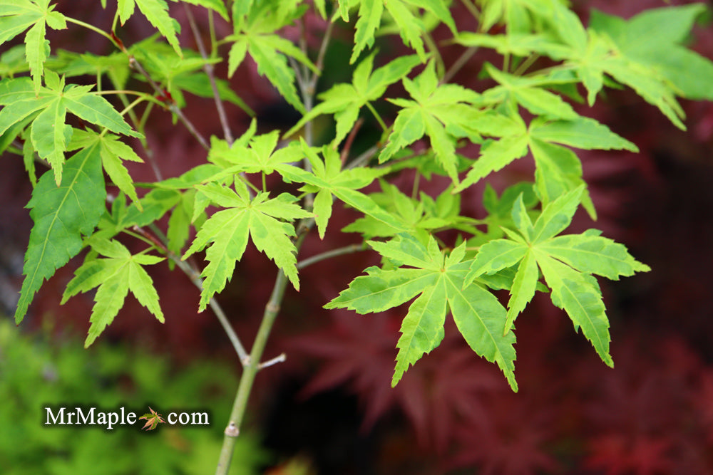 Acer palmatum 'Relish' Japanese Maple