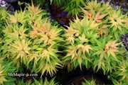 - Acer palmatum 'Mystic Mikawa' Miniature Japanese Maple - Mr Maple │ Buy Japanese Maple Trees
