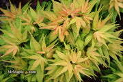 - Acer palmatum 'Mystic Mikawa' Miniature Japanese Maple - Mr Maple │ Buy Japanese Maple Trees