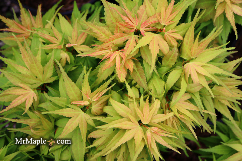 - Acer palmatum 'Mystic Mikawa' Miniature Japanese Maple - Mr Maple │ Buy Japanese Maple Trees