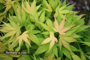 - Acer palmatum 'Mystic Mikawa' Miniature Japanese Maple - Mr Maple │ Buy Japanese Maple Trees