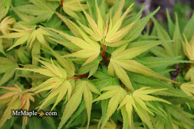 - Acer palmatum 'Mystic Mikawa' Miniature Japanese Maple - Mr Maple │ Buy Japanese Maple Trees