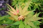 - Acer palmatum 'Mystic Mikawa' Miniature Japanese Maple - Mr Maple │ Buy Japanese Maple Trees